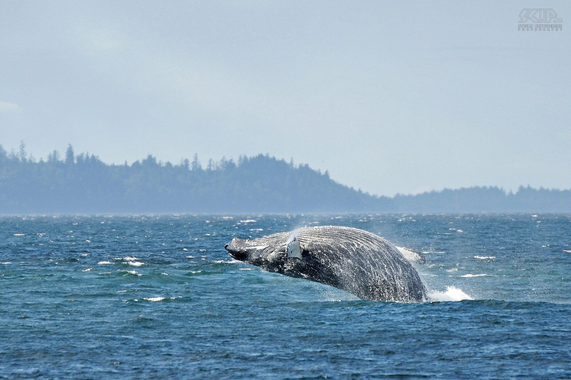 Telegraph Cove - Bultrug Een springende bultrug (humback whale/Megaptera novaeangliae) Stefan Cruysberghs